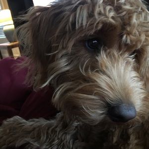 Meet your Posher, Kim